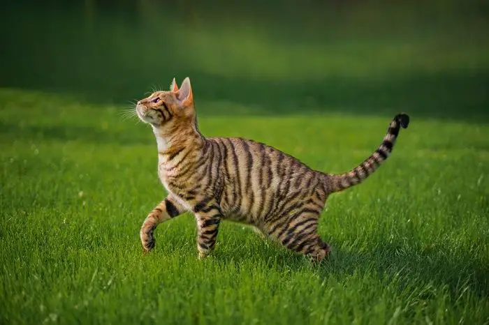 1703867709 76 Striped Male Cat Names compressed