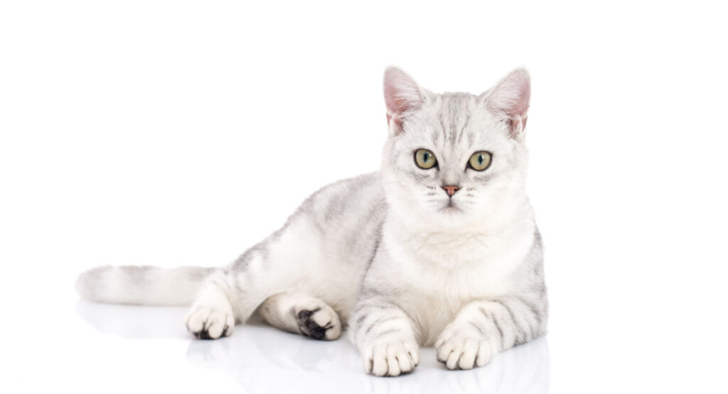 1703878638 American Shorthair cute