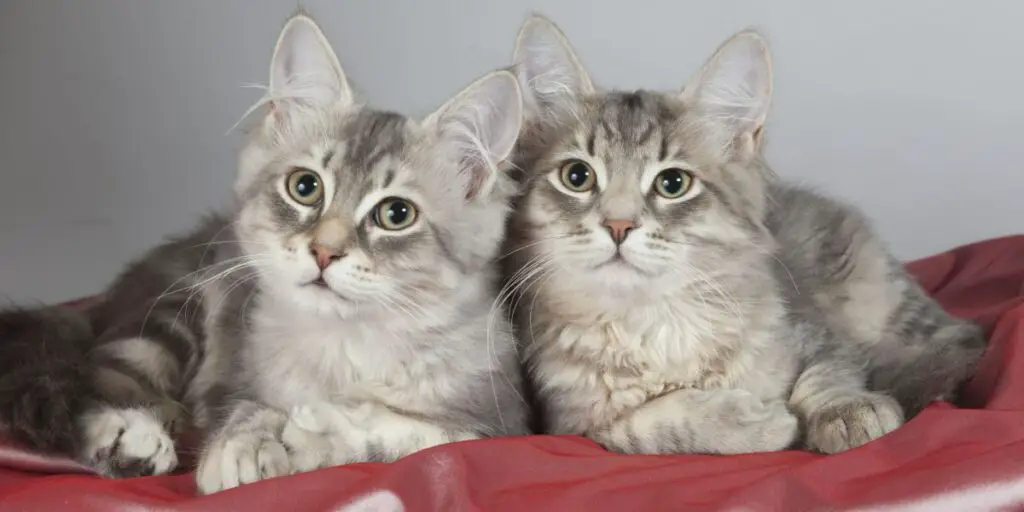 1703882298 twin cat compressed