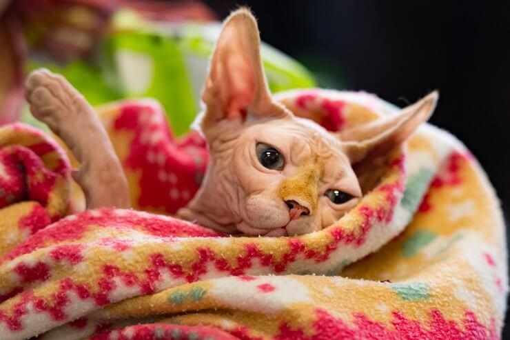 1703924571 875 SPHYNX CAT