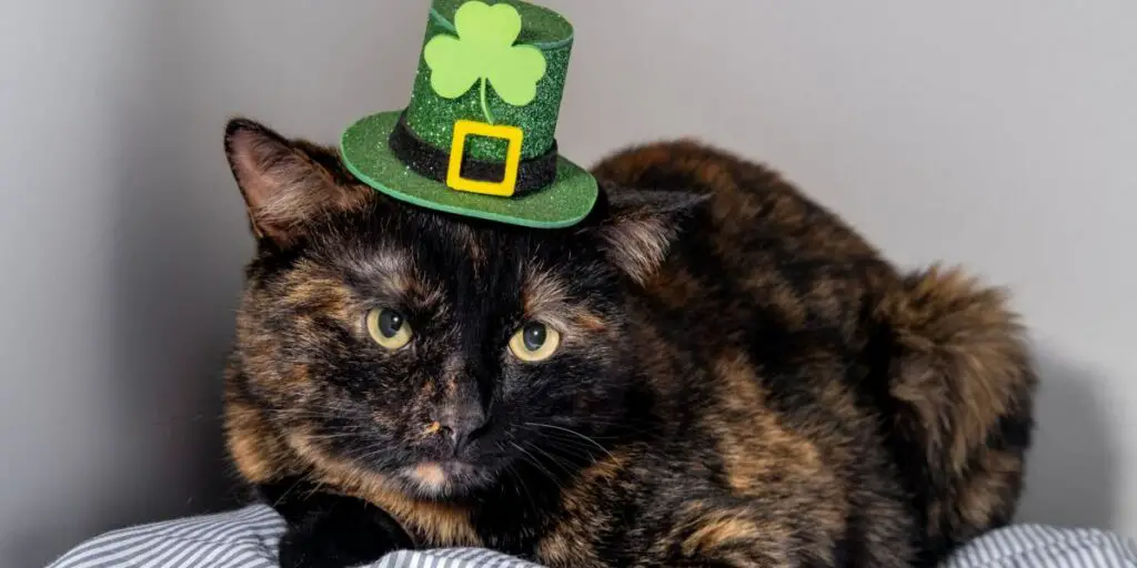 1703931946 irish cat compressed