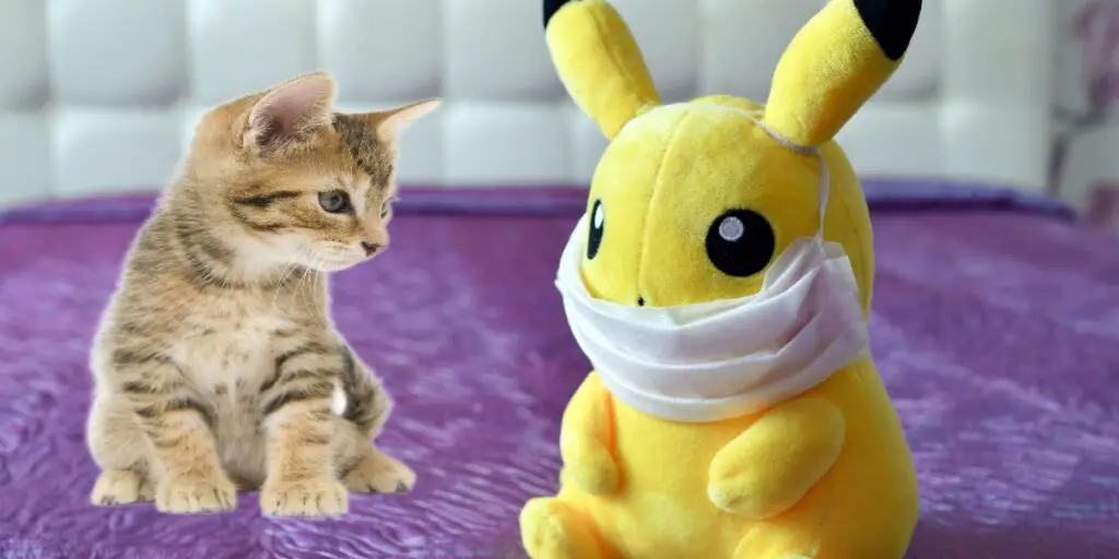 1703935585 pokemon and kitten compressed