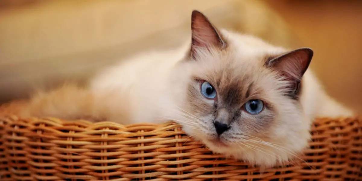 Sierlijke witte kat met betoverende blauwe ogen.