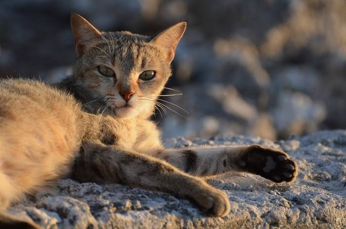 Geconcentreerde kat in zijn element, een voorbeeld van intense aandacht en nieuwsgierigheid.