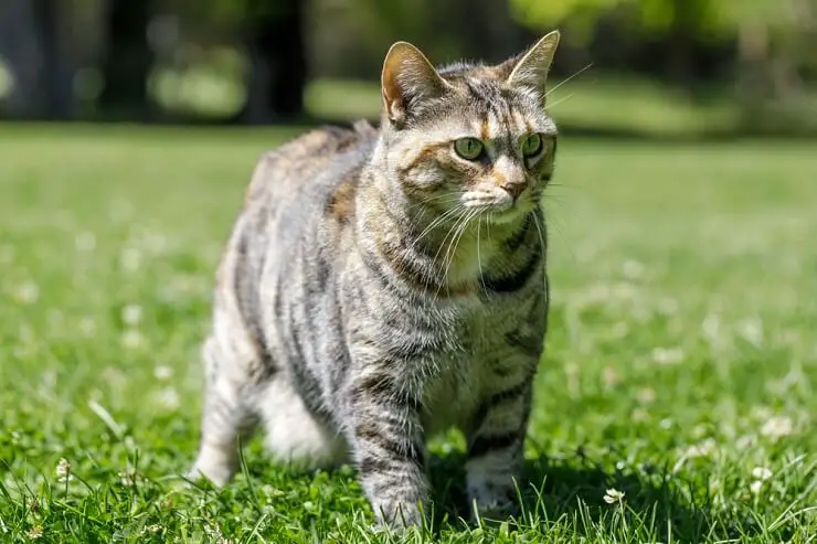 Charmante Amerikaanse kat die een gevoel van huiselijk comfort en kameraadschap uitstraalt.