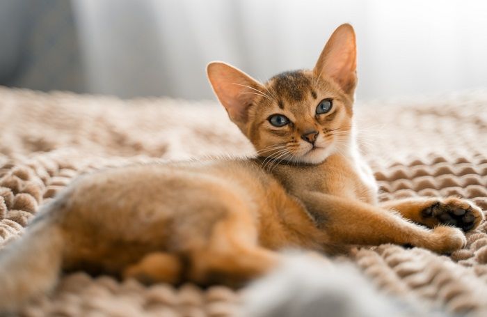 Mooie bruine kat, met zijn unieke vachtkleur en opvallende kenmerken.