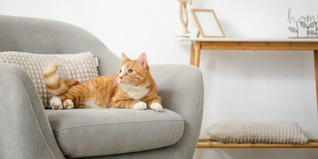 1703964860 cat in sofa compressed