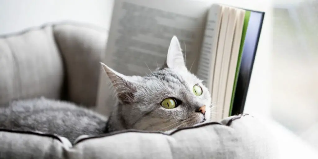 1703968520 Grey cat reads a book