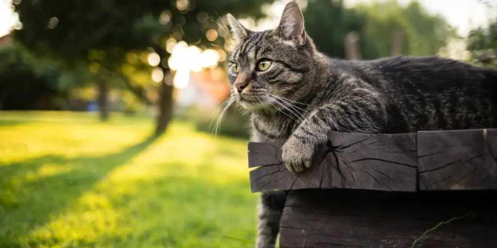 1704014662 Cute tabby brown European shorthair