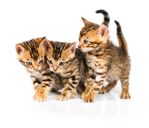 1704022097 Bengal cat names