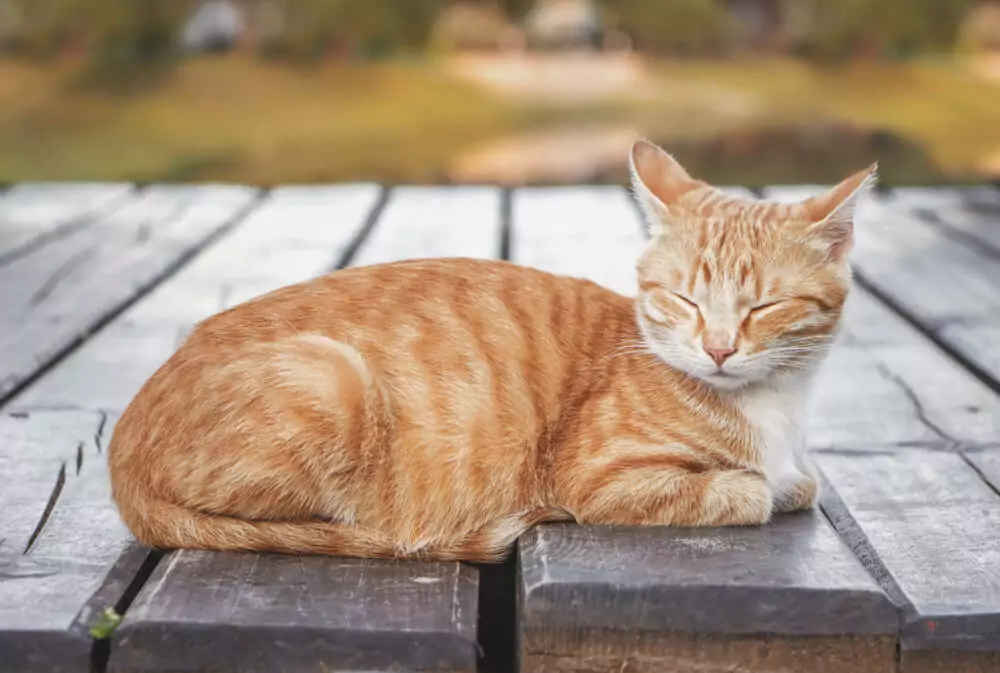 mannelijke oranje gestreepte kat