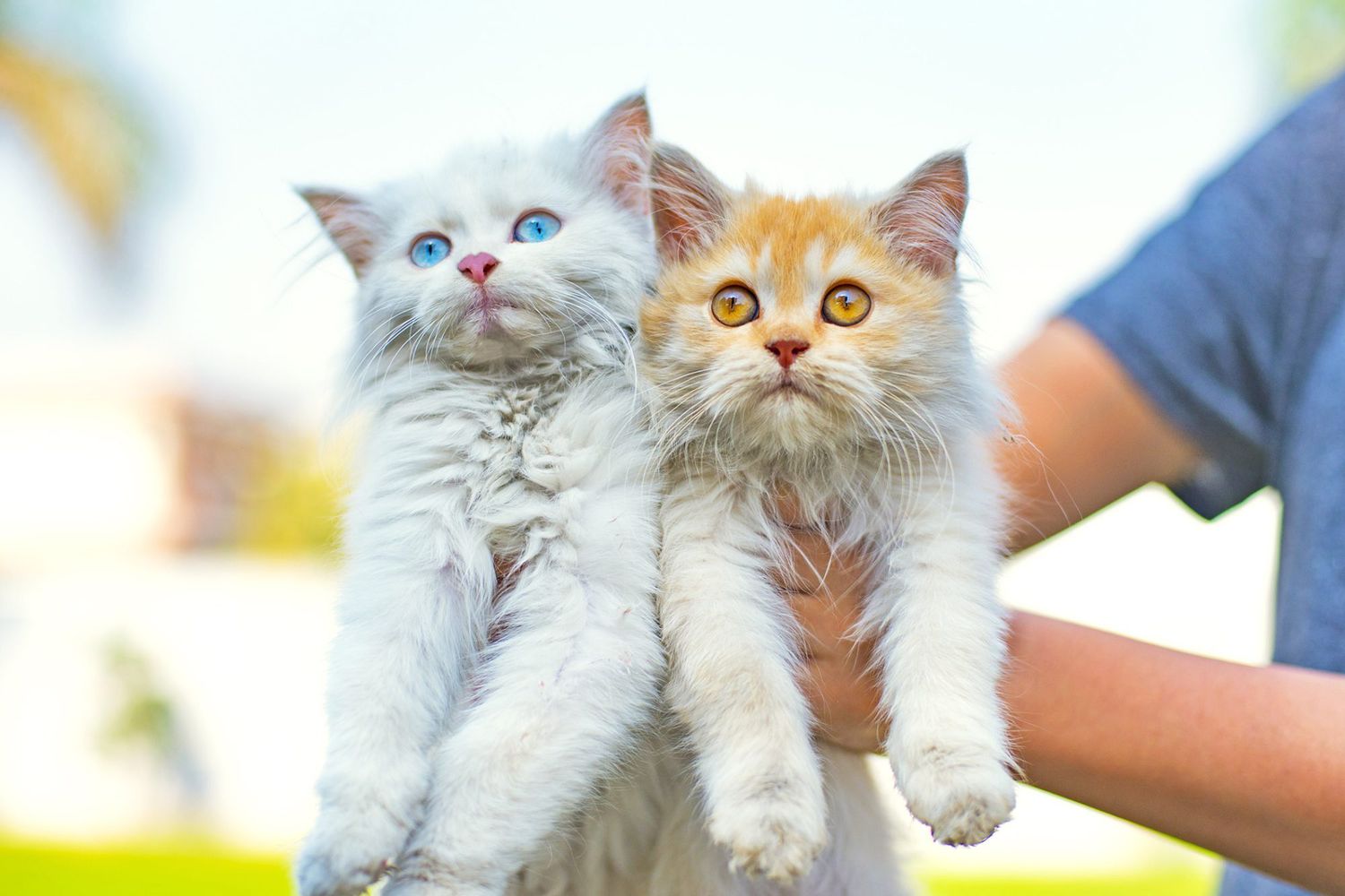 vrouw met twee langharige kittens;  Op de jaren 90 geïnspireerde kattennamen