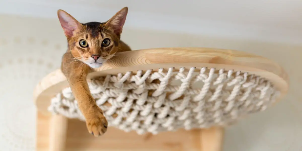 Close-up van een Abessijnse kat op houten trappen, die zijn nieuwsgierige en avontuurlijke geest vastlegt