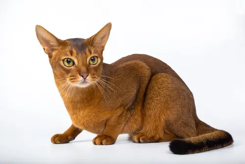 Abyssinians Cats