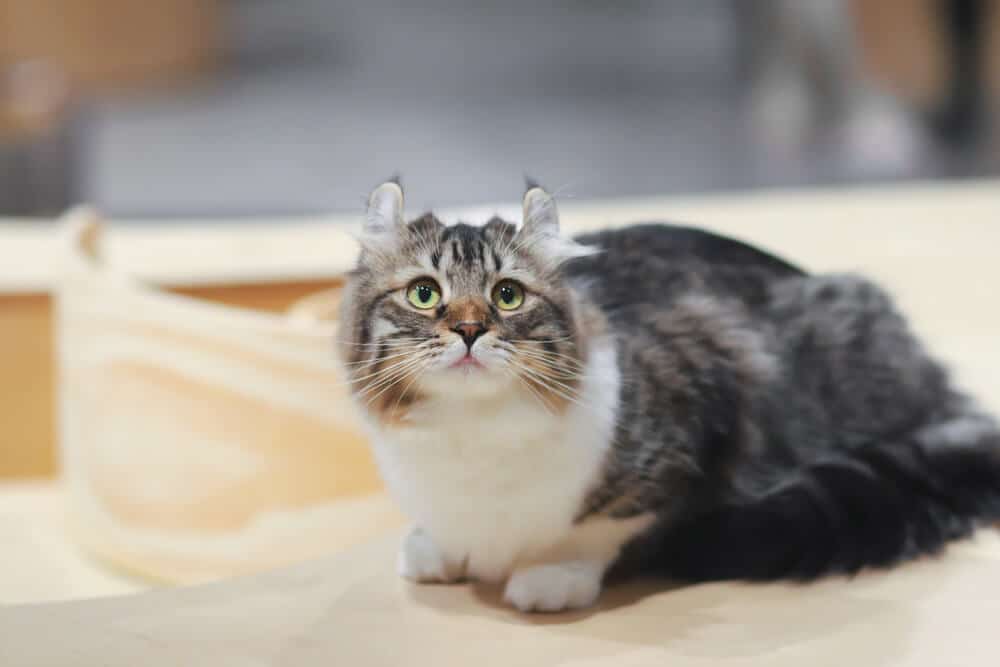 American Longhair cats