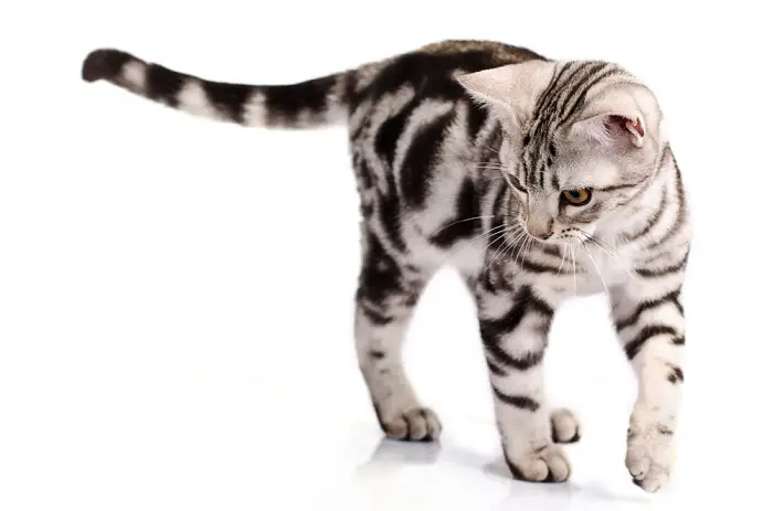 American Shorthair