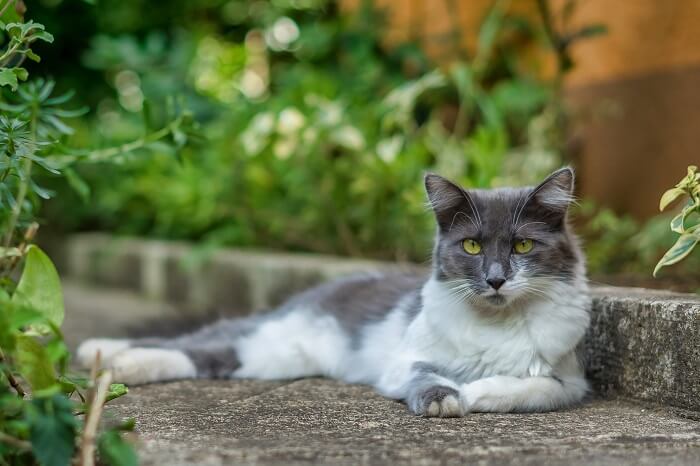 Asian Semi Longhair