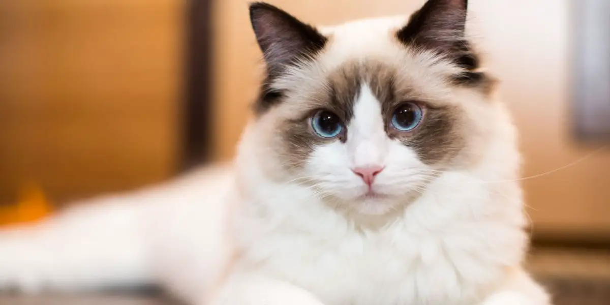 Mooie jonge witte rasechte Ragdoll-kat, die zijn elegante en zachte karakter laat zien.