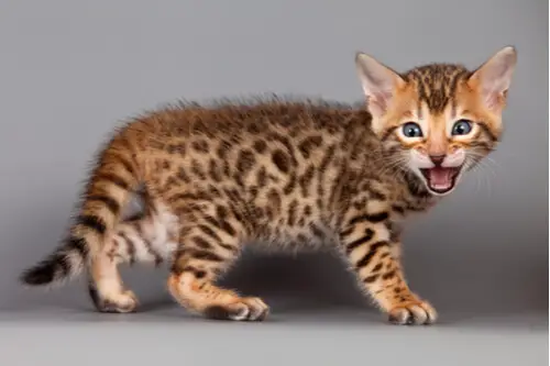 Bengal Kitten