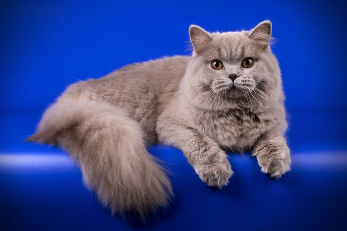 British Longhair