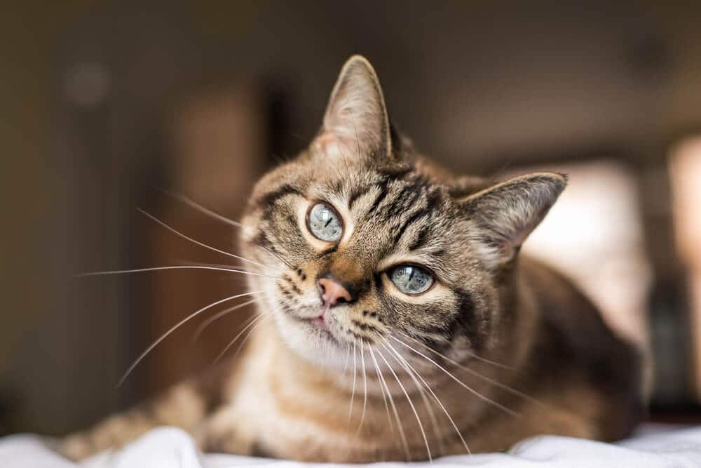 Bruine Cyperse kat met blauwe ogen. Kattenaanvallen