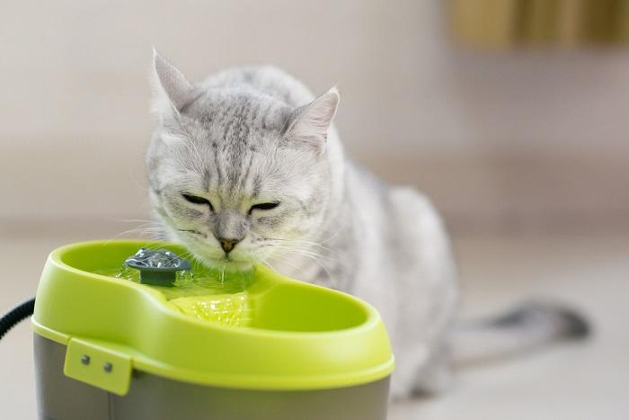 Kattenwaterfonteinen in een gecomprimeerde afbeelding, die een handige en aantrekkelijke manier toont om uw kattenvrienden van hydratatie te voorzien