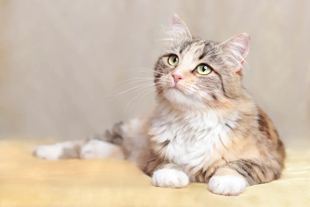 Namen van krijgerkatten: Pluizige kat rust op een oranje deken