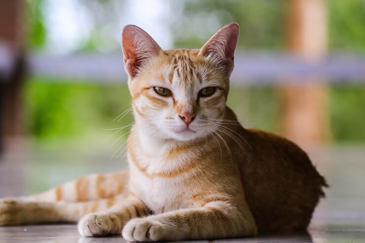 ChINESE BOY CAT