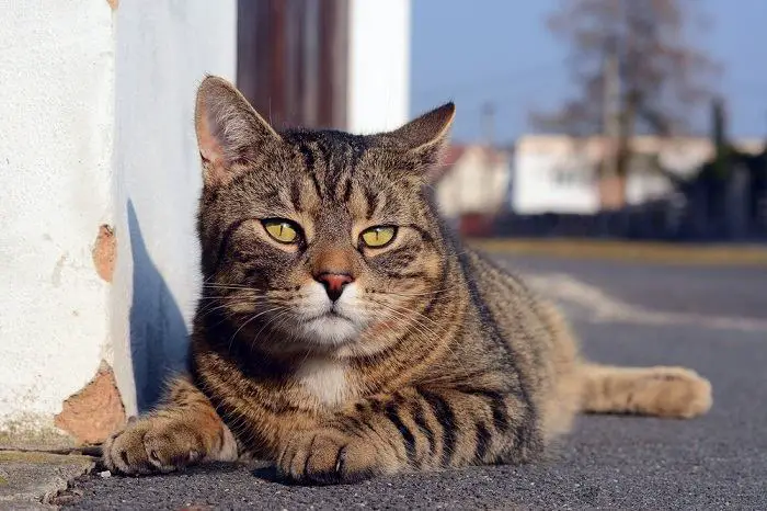 Leuke grijze kat die op straat ligt 