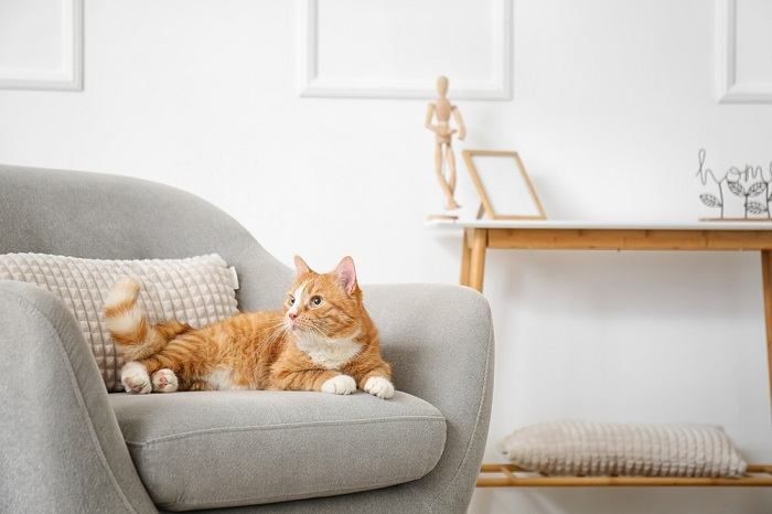 "Schattige rode kat, die warmte en charme uitstraalt