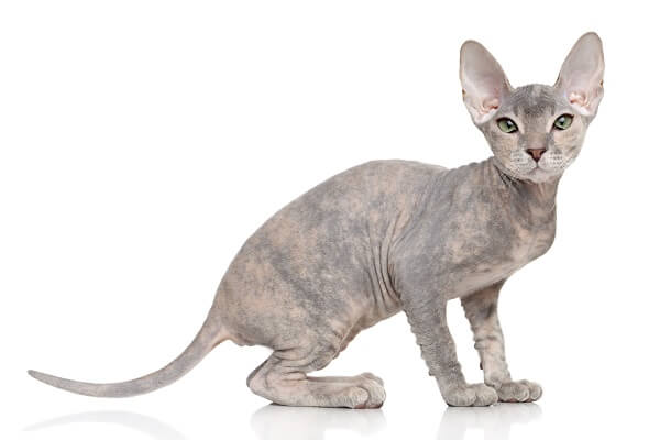 Donskoy or Don Sphynx cat