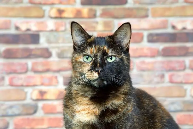 GIRL TORTOISESHELL