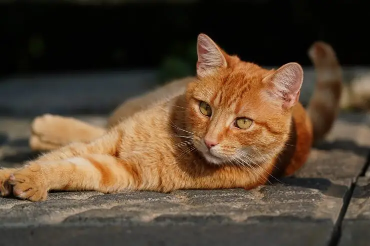 German Cat FEMALE