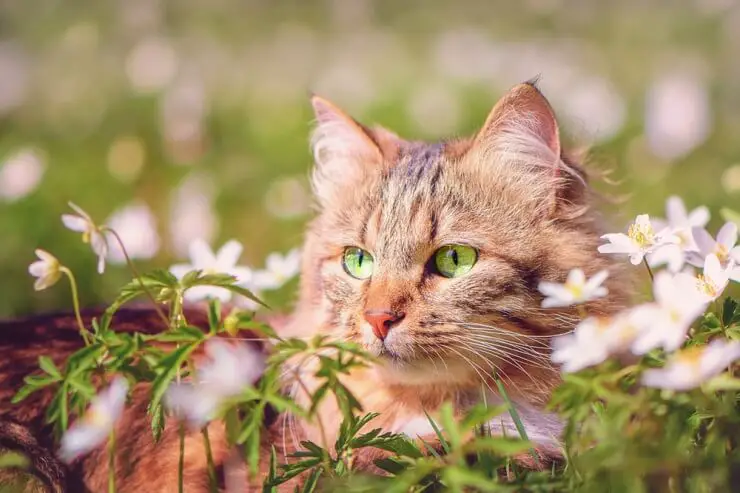 Green Eye Cat male