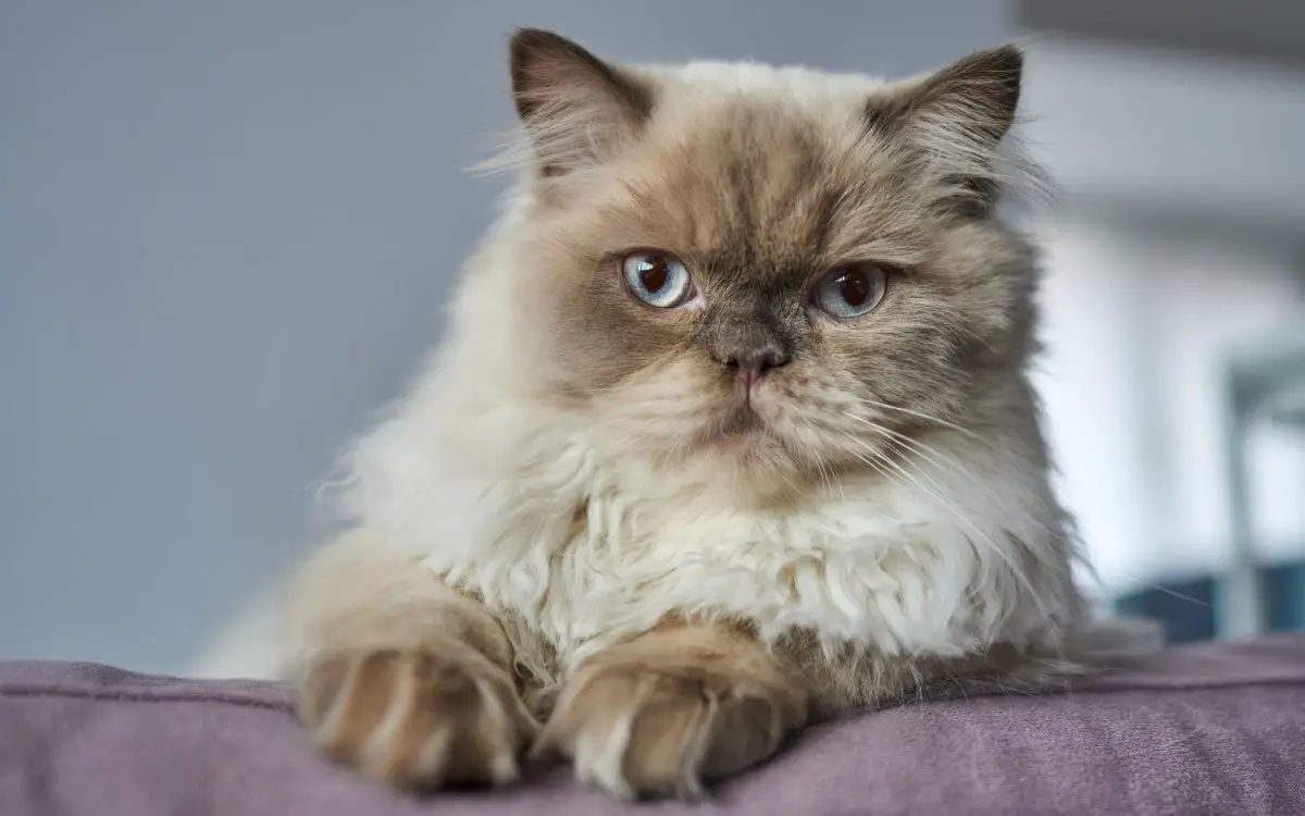 Himalayan Cat compressed