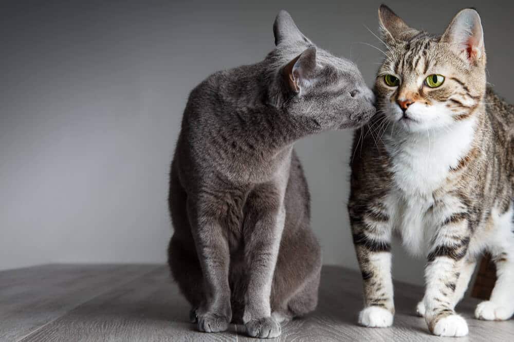 Hoe u katten kunt helpen met elkaar opschieten Uitgelichte afbeelding