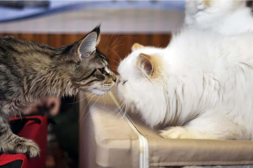 Katten snuffelen aan elkaar introductie