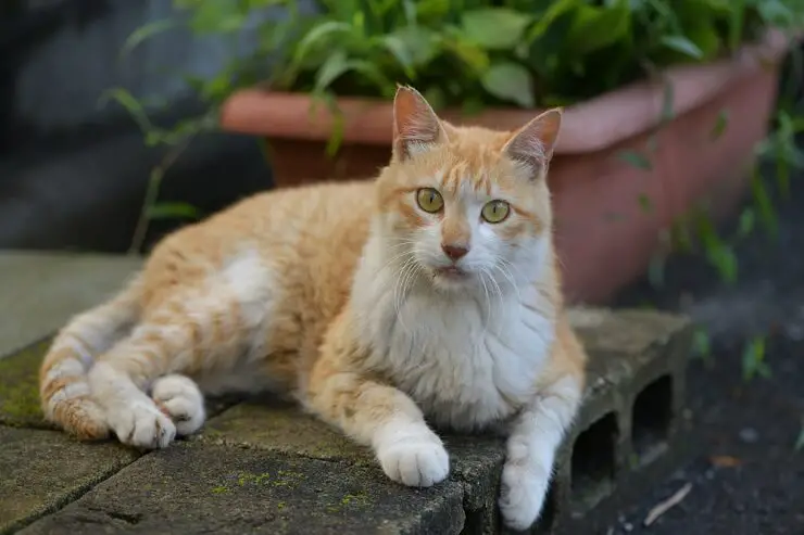 JAPANESE CAT