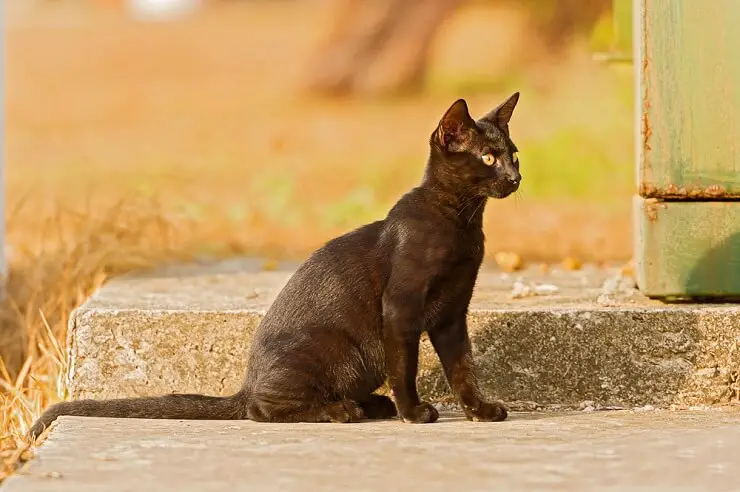 JAPANESE FEMALE CAT