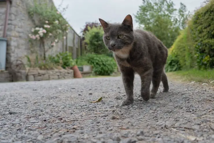 JAPANESE MALE CAT