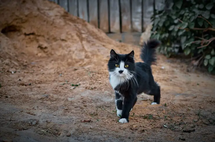 JAPANESE SWEET CAT