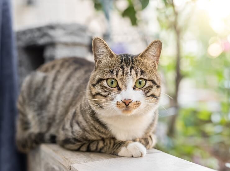 Afbeelding met de namen van mannelijke katten, die een verscheidenheid aan naamgevingsopties bieden voor uw mannelijke katachtige vriend