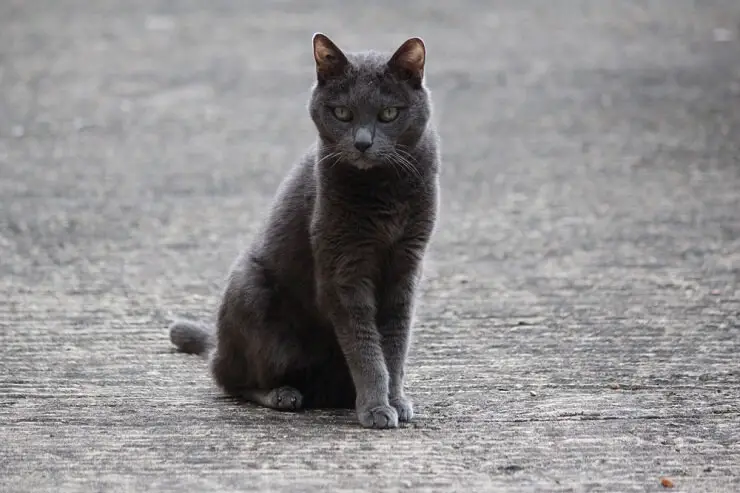 Afbeelding met mannelijke Italiaanse kattennamen, met opties voor het benoemen van uw geliefde kat.