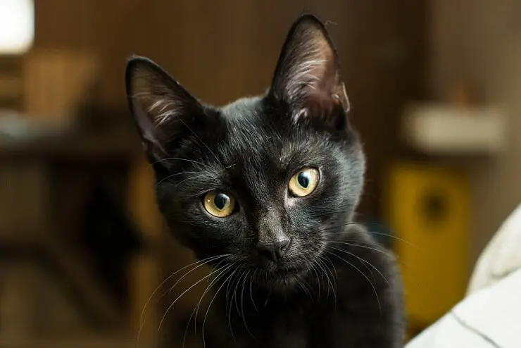 Afbeelding met een selectie mysterieuze kattennamen, die een reeks intrigerende opties bieden om de raadselachtige en boeiende aard van deze katachtige metgezellen vast te leggen.