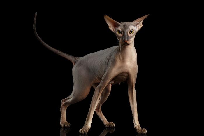 Peterbald compressed