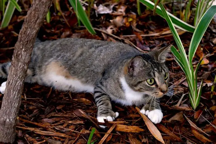 Polydactyl Cats Personality compressed