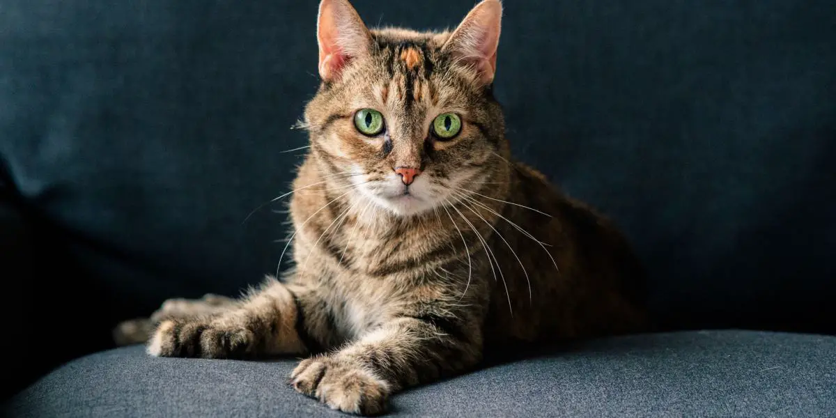 Polydactyl cat compressed