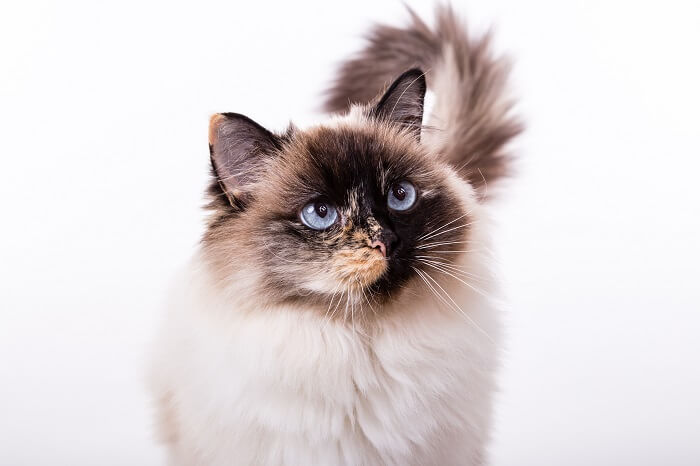 Ragdoll schattig