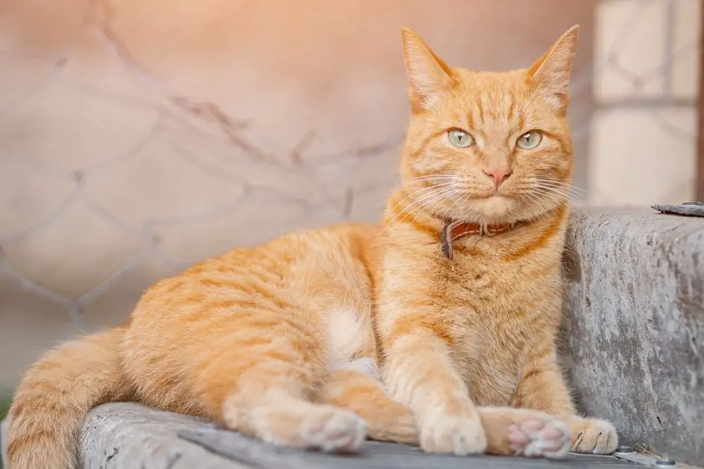 Beste anime-kattennamen: Ontspannende oranje kat met roodleren halsband houdt het territorium in de gaten