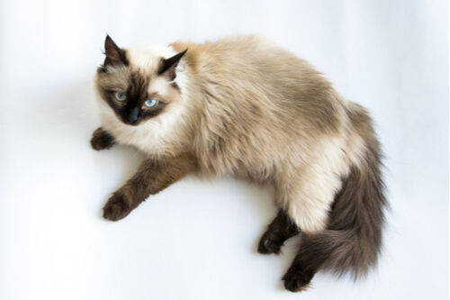 Siamese 1